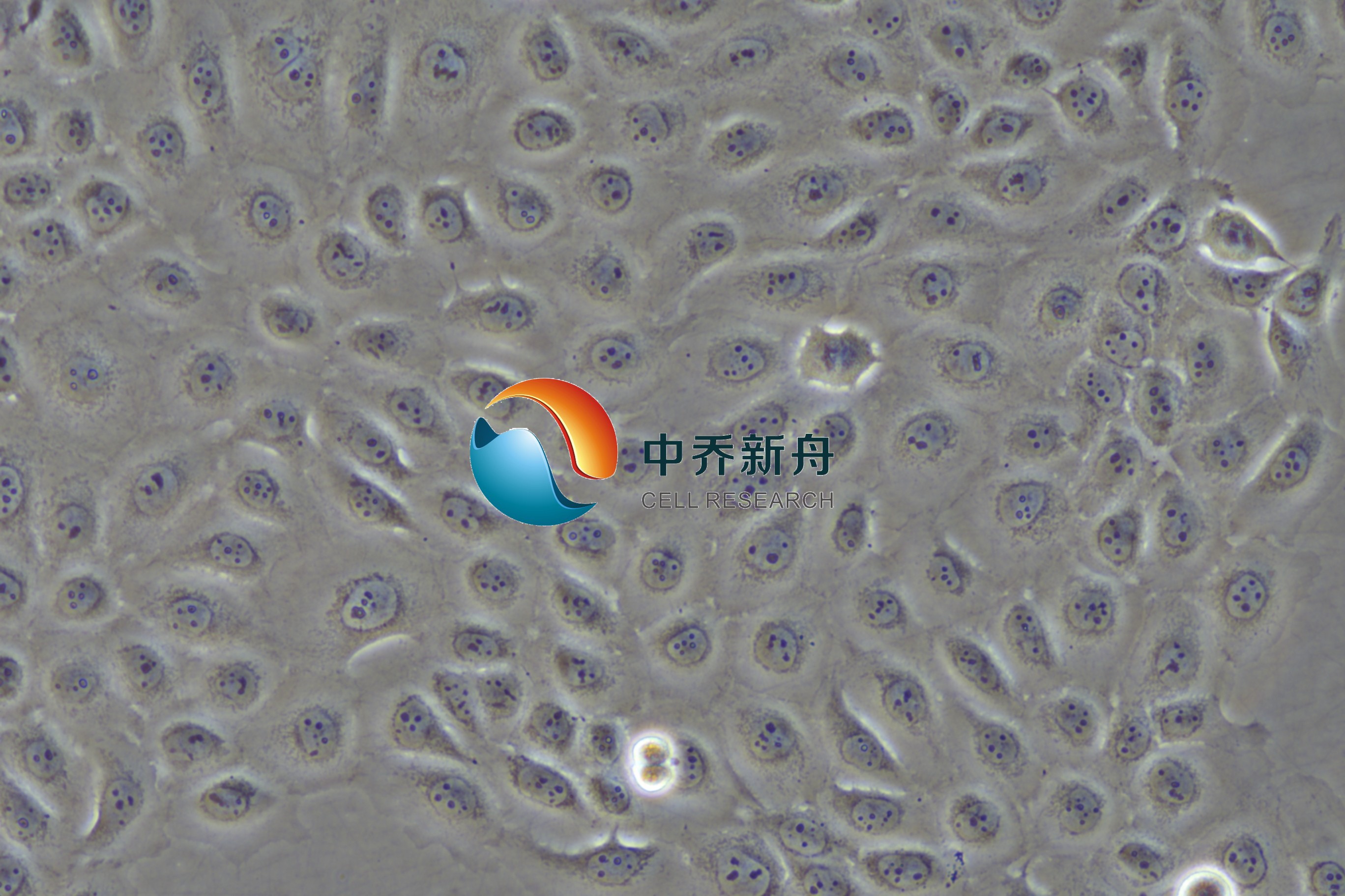 WSU-HN6 人舌鳞癌细胞