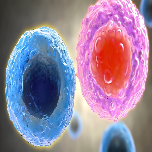 单细胞核 RNA 测序