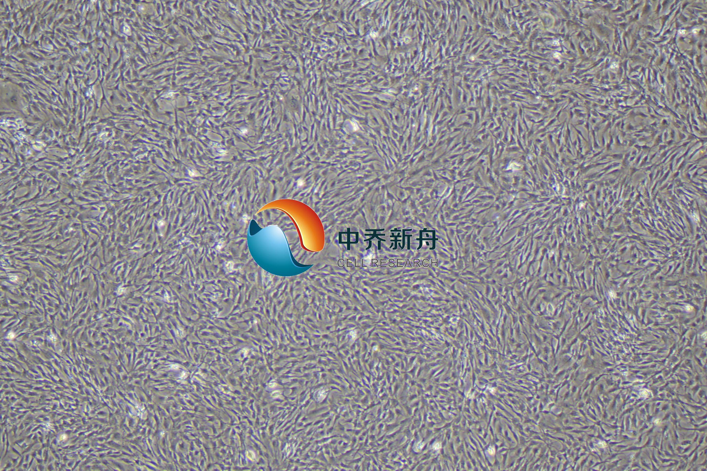 小鼠膀胱平滑肌细胞-永生化