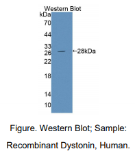 人肌张力障碍蛋白(DST)多克隆抗体