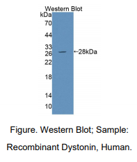 https://msimg.bioon.com/bionline/goods-no-pic.png