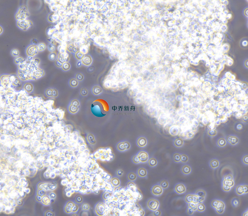 小鼠垂体瘤细胞