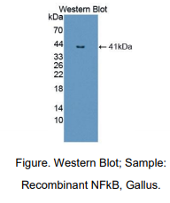 鸡核因子κB(NFkB)多克隆抗体