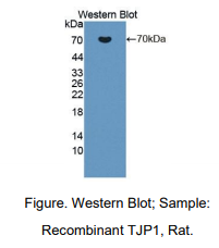 大鼠紧密连接蛋白1(TJP1)多克隆抗体