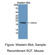 小鼠干细胞因子(SCF)多克隆抗体