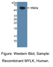 https://msimg.bioon.com/bionline/goods-no-pic.png