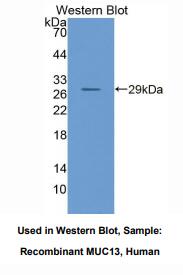 人粘蛋白13(MUC13)多克隆抗体