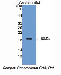 大鼠碳酸酐酶Ⅵ(CA6)多克隆抗体