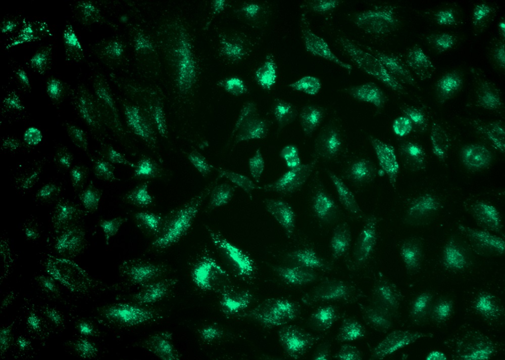 Cell Navigator溶酶体标记试剂盒 *绿色荧光，405nm处激发*