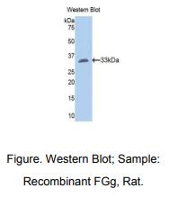 大鼠纤维蛋白原γ(FGg)多克隆抗体