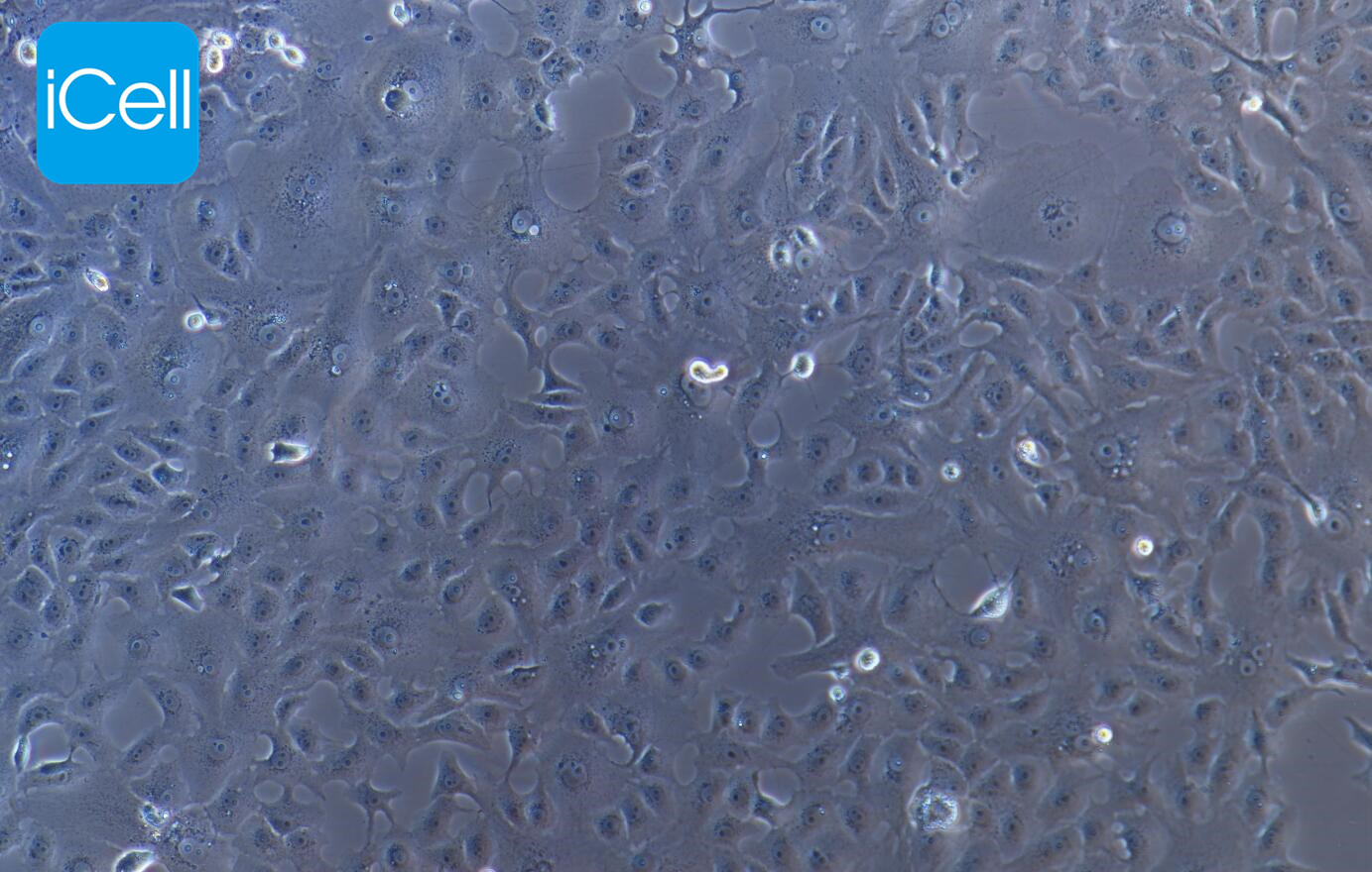 MA104 恒河猴肾细胞/种属鉴定