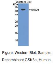 人糖原合酶激酶3α(GSK3a)多克隆抗体