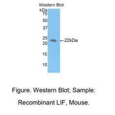 小鼠白血病抑制因子(LIF)多克隆抗体