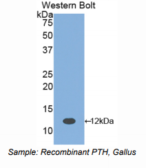 鸡甲状旁腺激素(PTH)多克隆抗体