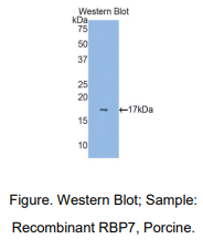 猪视黄醇结合蛋白7(RBP7)多克隆抗体
