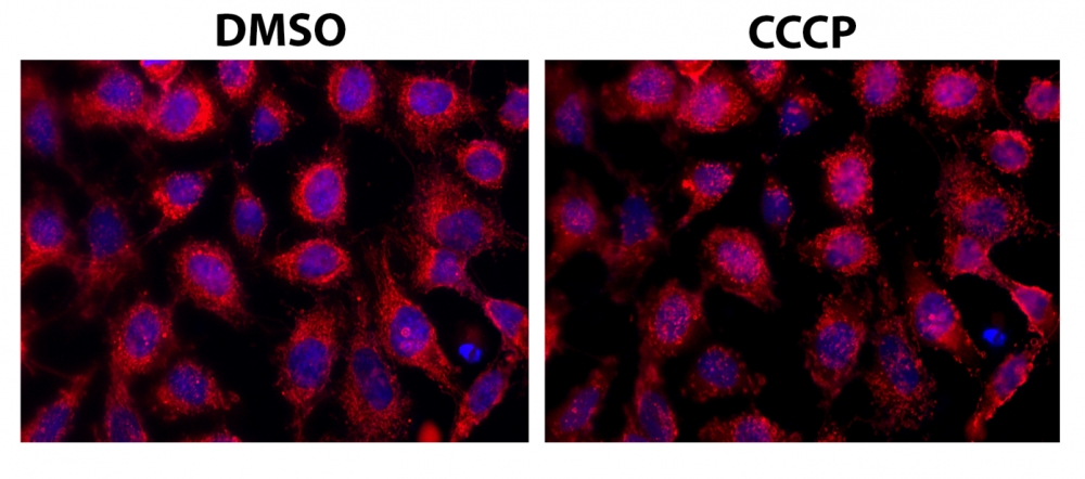 Cell Meter 活细胞Caspase 3/7和磷脂酰丝氨酸PS检测试剂盒