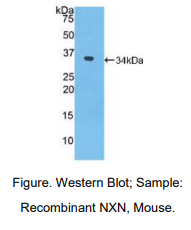 小鼠核氧化还原蛋白(NXN)多克隆抗体