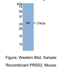 小鼠丝氨酸蛋白酶2(PRSS2)多克隆抗体