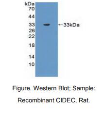 大鼠细胞死亡诱导DFFA样效应蛋白C(CIDEC)多克隆抗体