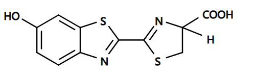 D-荧光素钾盐 CAS 115144-35-9 货号12507