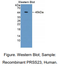 人丝氨酸蛋白酶23(PRSS23)多克隆抗体