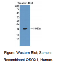 人静止素Q6硫基氧化酶1(QSOX1)多克隆抗体