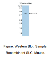 小鼠二级淋巴组织趋化因子(SLC)多克隆抗体