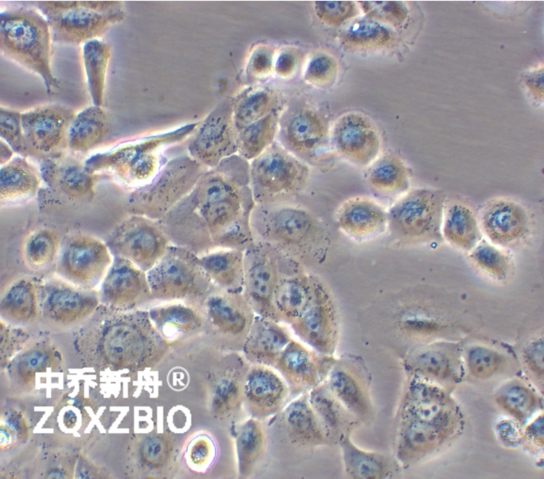 人子宫鳞癌细胞(高分化)HCC 94