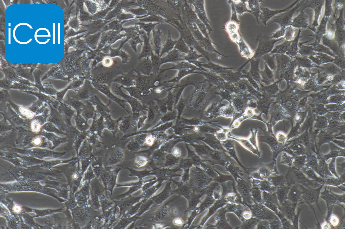 RGC-5细胞/RGC5细胞/RGC-5/RGC5/小鼠视网膜神经节细胞