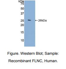 人丝蛋白Cγ(FLNC)多克隆抗体
