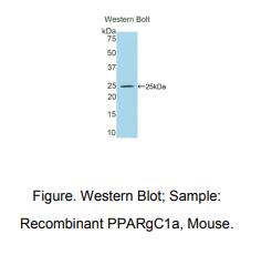 小鼠过氧化物酶体增殖物激活受体γ辅激活因子1α(PPARgC1a)多克隆抗体