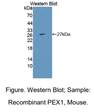 https://msimg.bioon.com/bionline/goods-no-pic.png