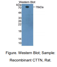 大鼠皮层肌动蛋白(CTTN)多克隆抗体
