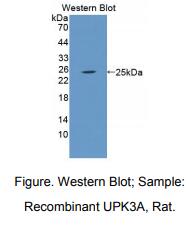 大鼠尿溶蛋白3A(UPK3A)多克隆抗体