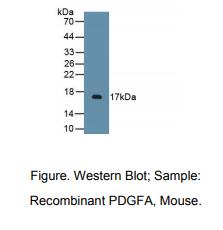 小鼠血小板衍生生长因子A(PDGFA)多克隆抗体