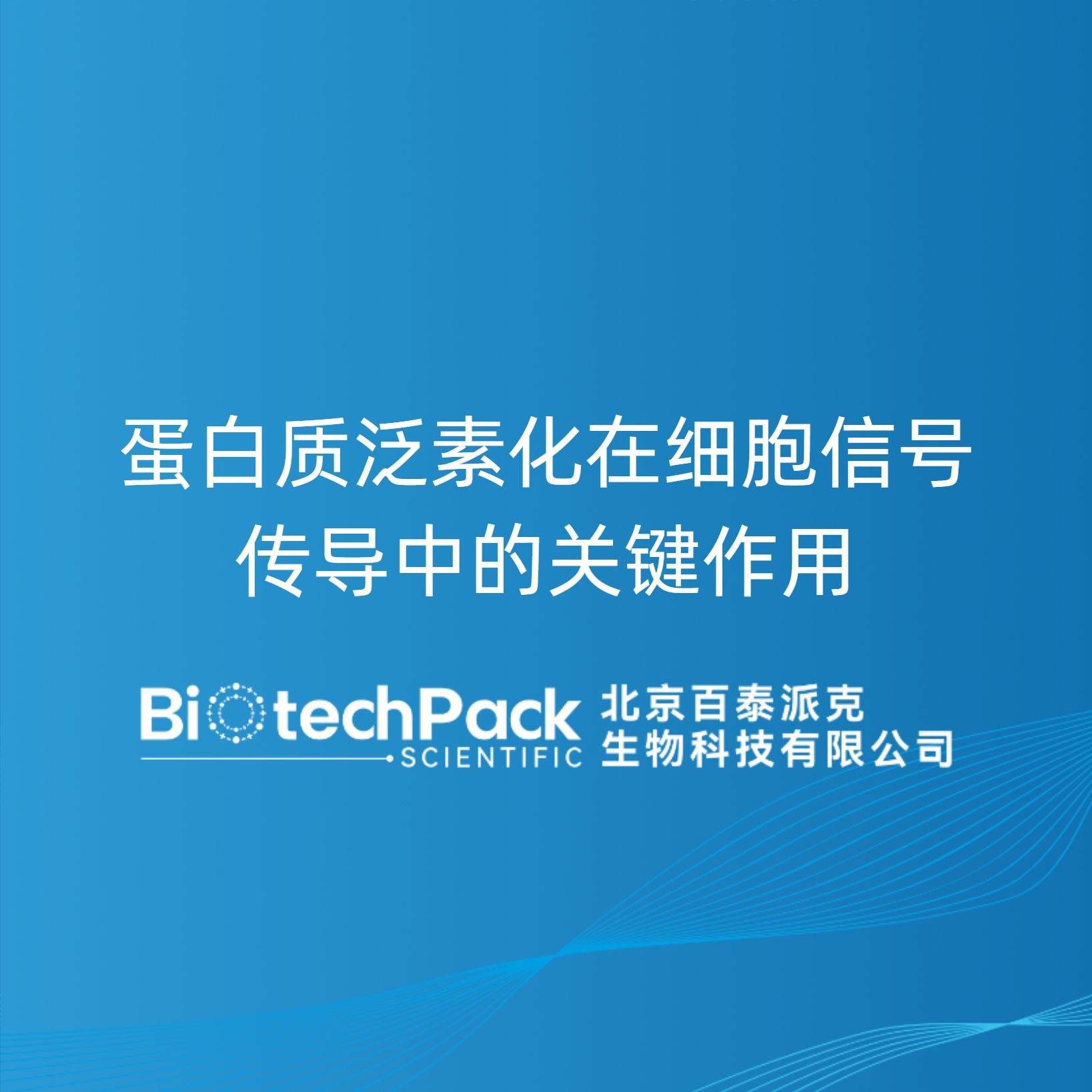 蛋白质泛素化在细胞信号传导中的关键作用