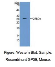 小鼠软骨糖蛋白39(CHI3L1)多克隆抗体