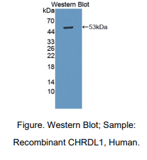 人腱蛋白样蛋白1(CHRDL1)多克隆抗体