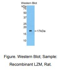 大鼠溶菌酶(LZM)多克隆抗体