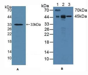 小鼠细胞外基质金属蛋白酶诱导因子(CD147)多克隆抗体