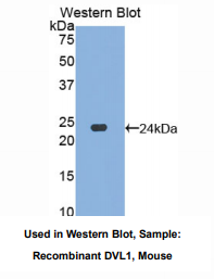 小鼠蓬乱蛋白Dsh同源物1(DVL1)多克隆抗体