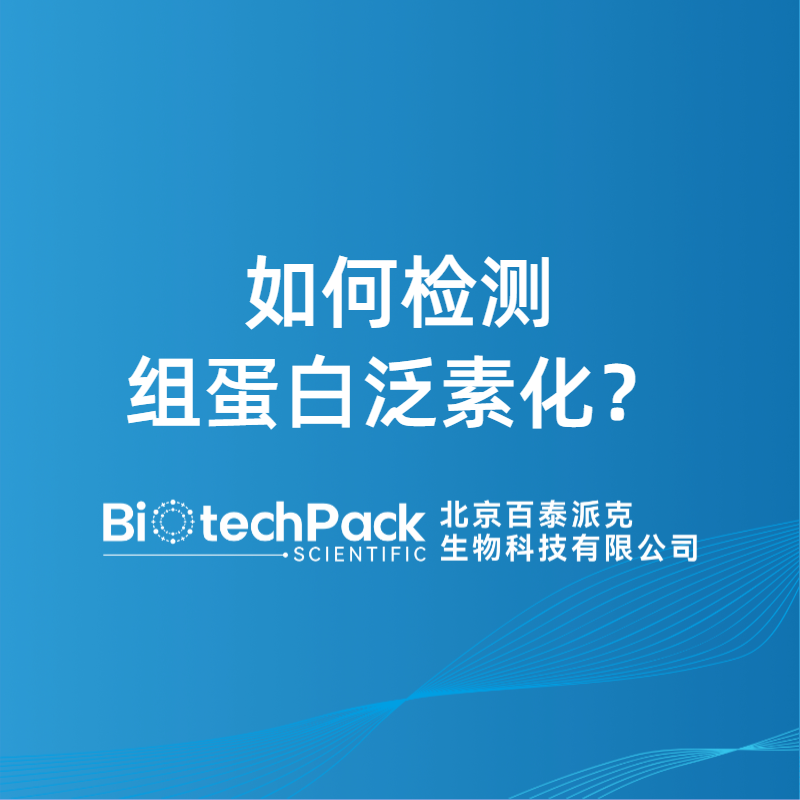 如何检测组蛋白泛素化？