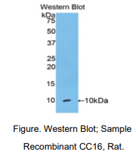 大鼠克拉拉细胞蛋白16(CC16)多克隆抗体