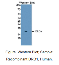 人多巴胺受体D1(DRD1)多克隆抗体
