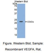 大鼠血管内皮生长因子A(VEGFA)多克隆抗体