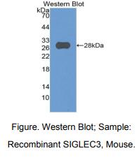 小鼠唾液酸结合Ig样凝集素3(CD33)多克隆抗体