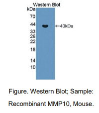 猪基质金属蛋白酶10(MMP10)多克隆抗体