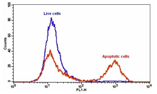 Cell Meter磷脂酰丝氨酸细胞凋亡检测试剂盒 *绿色荧光 适合于流式细胞检测*