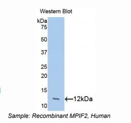 人髓样前体细胞抑制因子2(MPIF2)多克隆抗体