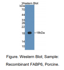 猪回肠脂肪酸结合蛋白(FABP6)多克隆抗体